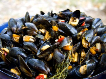 Rhine mussels